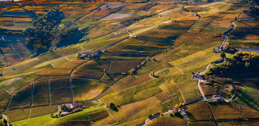 vigneto_barolo_2019